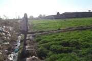 گشت مشترک  اداره جهاد کشاورزی  و شبکه بهداشت از زمین های کشاورزی شهرستان اسلامشهر