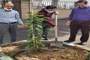 کاشت نهال به مناسبت روز درختکاری در شبکه بهداشت اسلامشهر