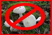 نکات مهم در خصوص پیشگیری از مسمومیت های ناشی از قارچ های سمی