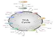 کنفرانس مسمومیت با TCA در بیمارستان بهارلو برگزار شد