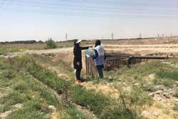  بازدید مشترک از زمینهای کشاورزی با آبیاری نامتعارف در شهرستان اسلامشهر