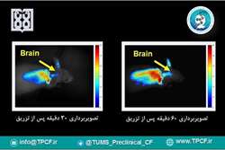 برای اولین بار در آزمایشگاه پیش‌بالینی با استفاده از تصویربرداری اپتیکی، دارورسانی به مغز ردیابی شد