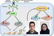 چاپ مقاله اعضای هیئت علمی گروه پزشکی مولکولی دانشکده فناوری های نوین پزشکی در مجله Cell reports